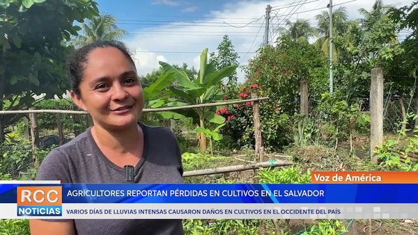 Video: Agricultores reportan pérdidas en cultivos, tras intensas lluvias en El Salvador