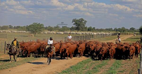 La Nación / ¿Qué sería de la ganadería paraguaya sin los caballos?