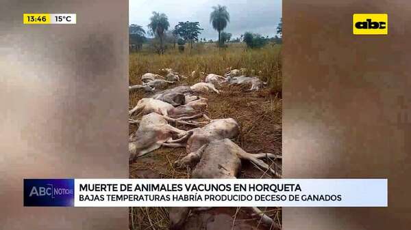Video: muerte de animales vacunos en Horqueta - ABC Noticias - ABC Color