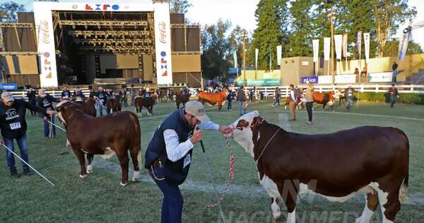La Nación / Animales aptos, precocidad y buena calidad de carne, es igual a mejoramiento genético