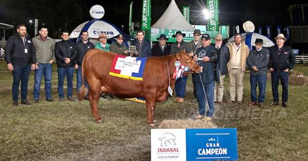 La Nación / Ganadera Sofía sumó una Gran Campeona en la raza angus
