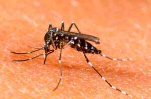 Paraguay registra descensos en casos de dengue, pero siguen altas las notificaciones - Revista PLUS