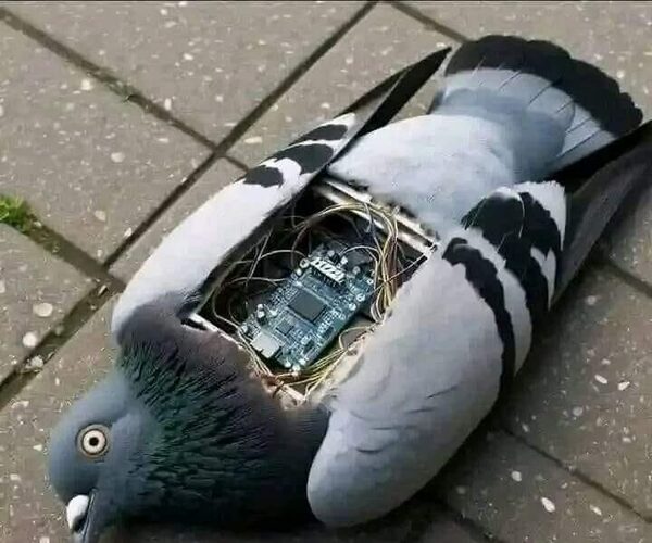 ¡Increíble! Hallan palomas espías en Buenos Aires