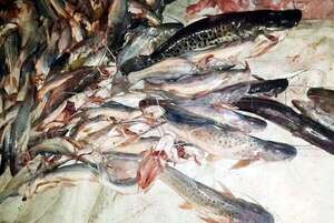 Pesca: precio del bagre preocupa al sector pesquero en Ayolas - Nacionales - ABC Color