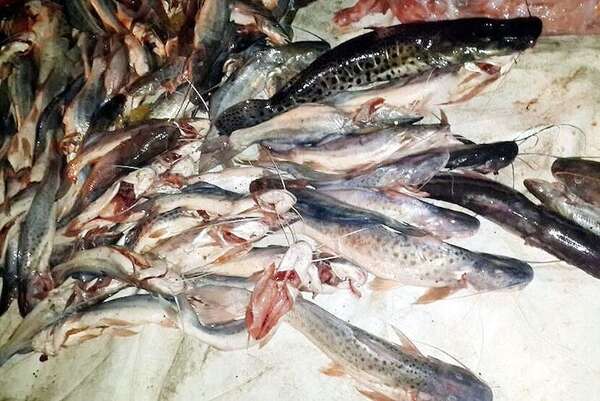Pesca: precio del bagre preocupa al sector pesquero en Ayolas - Nacionales - ABC Color