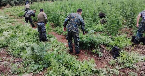 La Nación / Trabajo interinstitucional da otro fuerte golpe al narcotráfico en Canindeyú