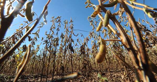 La Nación / Hasta junio, el sector sojero logró ingresar USD 94 millones más por la soja