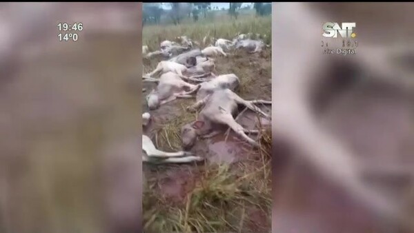 El frio mató varias vaquillas y toritos en Horqueta - SNT