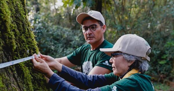 Diario HOY | Colosos de la Tierra: extienden el plazo para inscribir a los árboles