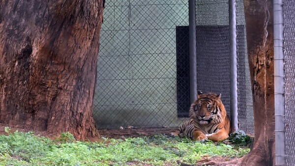 Tiríka y ocelote atraen a niños que visitan el Zoológico por vacaciones
