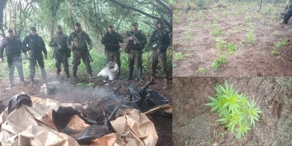 TRAS DENUNCIA POR ABIGEATO DESCUBREN CAMPAMENTO DE MARIHUANA - Itapúa Noticias