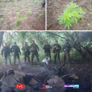 SUP. HECHO DE ABIGEATO, INCAUTACIÓN DE MOTOCICLETA Y HALLAZGO DE PLANTACIÓN DE SUPUESTA MARIHUANA EN ALTO VERÁ - TVS