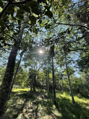 Se extiende el plazo de inscripción para los Colosos de la Tierra