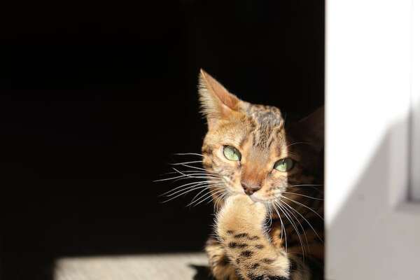 Mascotas: ¿Hasta cuánto tiempo los gatos se pueden quedar solos en casa? - Mascotas - ABC Color