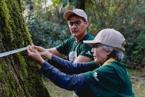 Hasta el 25 de julio, podés inscribir a tu árbol al concurso Colosos de la Tierra - trece