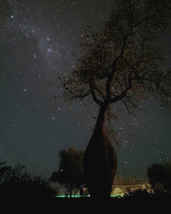 Extienden plazo para inscribir a tu árbol al concurso Colosos de la Tierra - Unicanal