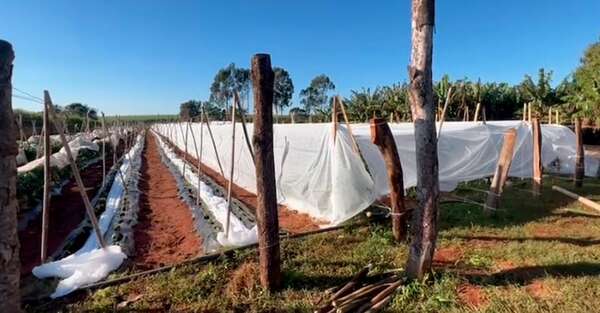 Heladas: cómo afectaron las bajas temperaturas a los productores agrícolas - Economía - ABC Color