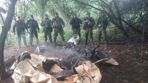 Fueron por abigeos y hallaron plantaciones de marihuana en Alto Verá - Policiales - ABC Color