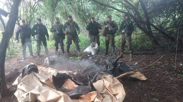 Fueron por abigeos y hallaron plantaciones de marihuana en Alto Verá - Policiales - ABC Color