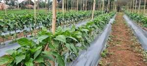 Producción hortícola, un sustento ideal para la familia en San Juan Bautista - Nacionales - ABC Color