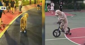 El “firu” sensación de China: anda en bicicleta y le gusta la patinera