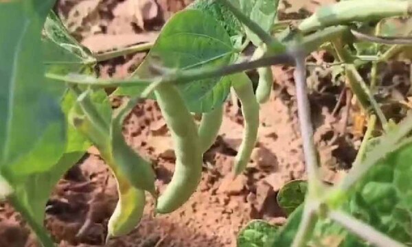 Declaran emergencia en Concepción a raíz de la sequía: hay 10.000 productores afectados – Prensa 5