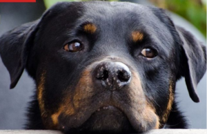 Ma’ena: Rocky, un perro de Capiatá fue asesinado con un arma de fuego
