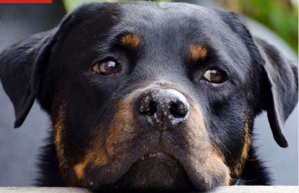 Ma’ena: Rocky, un perro de Capiatá fue asesinado con un arma de fuego