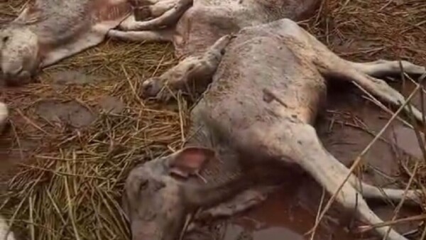 Más de 100 terneros muertos en Horqueta