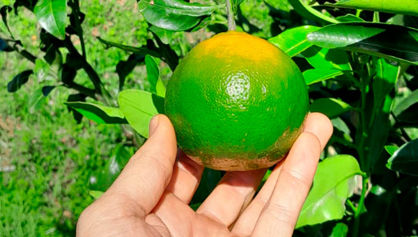La estrella dulce de Pomelero: la mandarina gana popularidad en sus distintas variedades