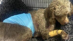Cuatro perros feroces atacaron a un caniche