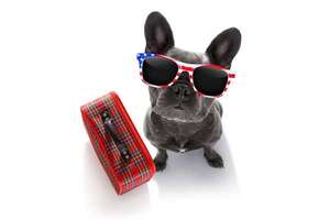 Mascotas: Nuevos requisitos para viajar con perros a EE.UU. - Mascotas - ABC Color