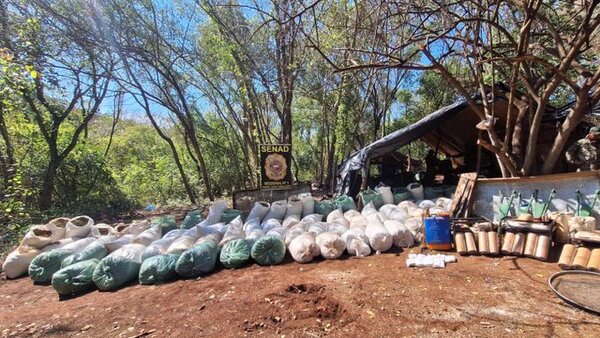 Encuentran modernos campamentos con luz eléctrica y más de 4 toneladas de marihuana