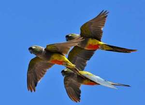 Loros barranqueros invanden localidad argentina de Ascasubi y provocan apagón eléctrico - Ciencia - ABC Color
