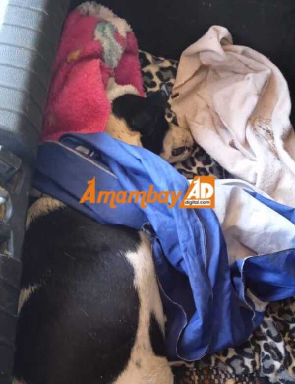 Protección Animal rescató a una perra abandonada en el matadero municipal