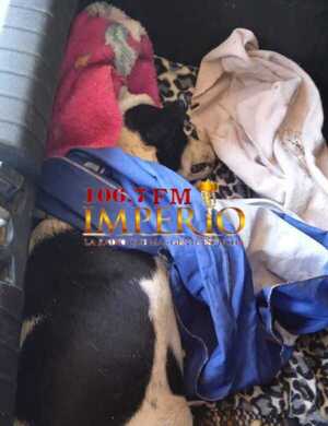 Protección Animal rescató a una perra abandonada en el matadero municipal - Radio Imperio 106.7 FM