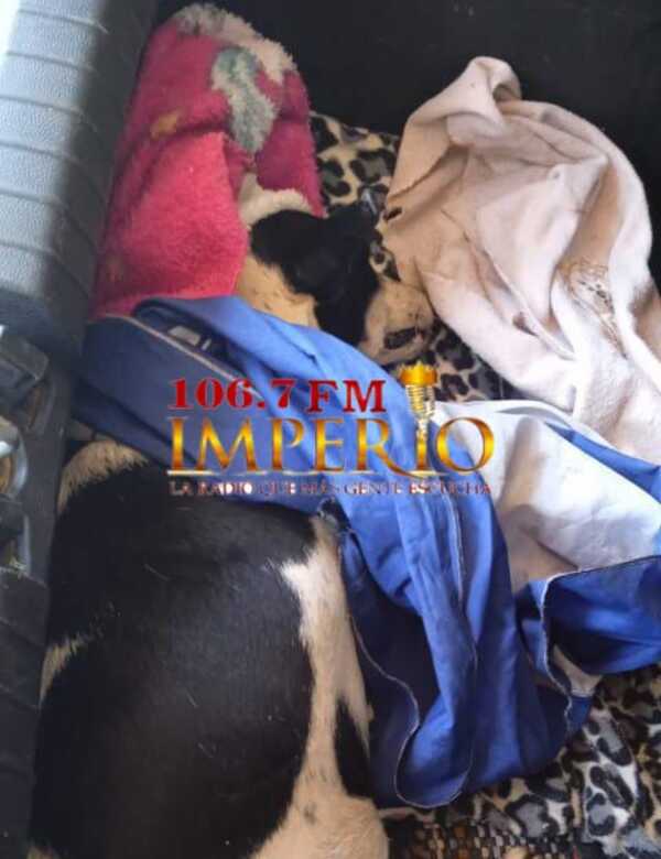 Protección Animal rescató a una perra abandonada en el matadero municipal - Radio Imperio 106.7 FM