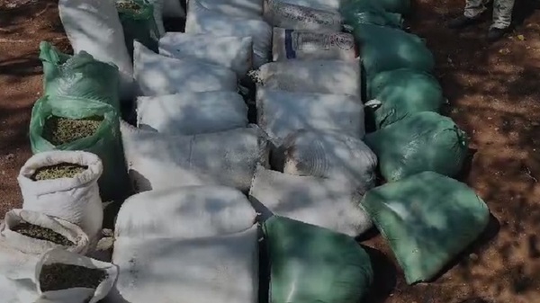 Hallan más de 4.000 kilos de marihuana, el campamento tenía hasta generador propio - Noticias Paraguay
