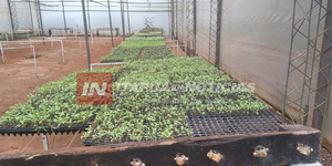 PLANTINES DE LA GOBERNACIÓN ESTÁN LISTOS PARA LAS HUERTAS DE ITAPÚA - Itapúa Noticias