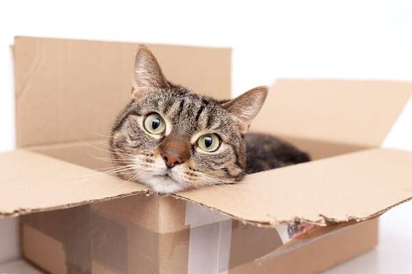 ¿Por qué a los gatos se les dice “Michi”? - Mascotas - ABC Color