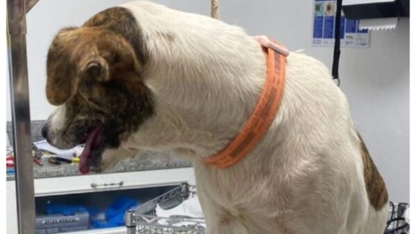 Terrible: un hombre fue imputado por abusar de una perrita