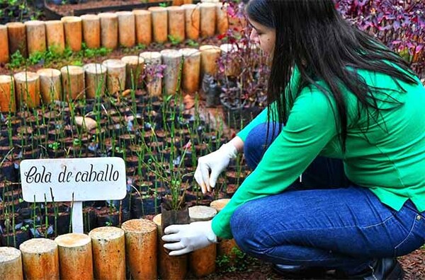 Vivero y Huerto Medicinal de Itaipú produjeron más de 600 mil plantines en el primer semestre de 2024 | DIARIO PRIMERA PLANA