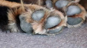 Imputan a hombre que sometió sexualmente a una perrita - Noticiero Paraguay