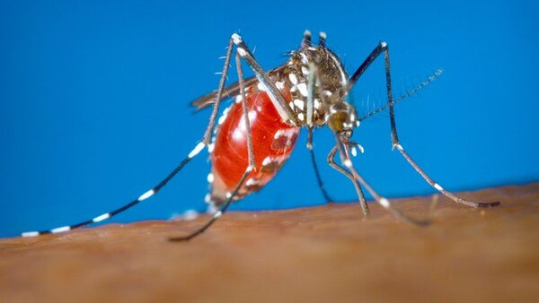 Aumenta la cantidad de casos de fiebre del Nilo Occidental en Israel