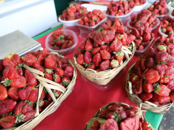 Cómo la temporada de la frutilla transforma Areguá - Portal Digital Cáritas Universidad Católica