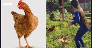 ¡Hortensia tiene novio! La gallina influencer de Laurys Dyva encuentra el amor