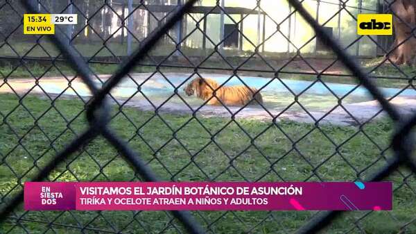 Visitamos el Jardín Botánico de Asunción: tiríka y ocelote atraen a niños y adultos - Ensiestados - ABC Color