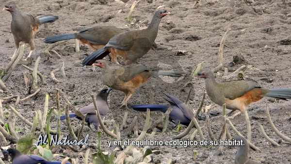 SNT Al Natural: Chaco húmedo - SNT