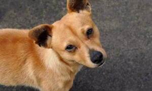 Imputan a hombre que habría abusado sexualmente de un perro