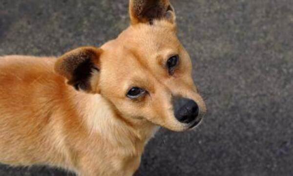 Imputan a hombre que habría abusado sexualmente de un perro
